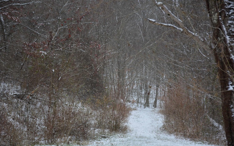 To Be Determine Sand Fork Road, Roanoke, West Virginia 26447-0000, ,Lots/land,For Sale,Sand Fork,10162742 To Be Determine Sand Fork Road, Roanoke, West Virginia 26447-0000, ,Lots/land,For Sale,Sand Fork,10162742