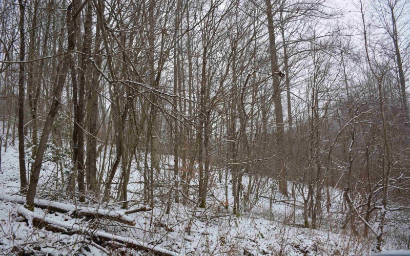 To Be Determine Sand Fork Road, Roanoke, West Virginia 26447-0000, ,Lots/land,For Sale,Sand Fork,10162742 To Be Determine Sand Fork Road, Roanoke, West Virginia 26447-0000, ,Lots/land,For Sale,Sand Fork,10162742