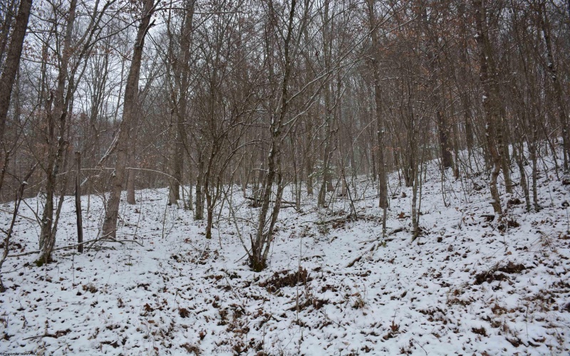 To Be Determine Sand Fork Road, Roanoke, West Virginia 26447-0000, ,Lots/land,For Sale,Sand Fork,10162742 To Be Determine Sand Fork Road, Roanoke, West Virginia 26447-0000, ,Lots/land,For Sale,Sand Fork,10162742