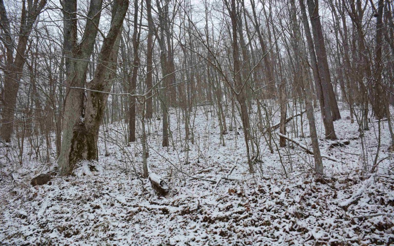 To Be Determine Sand Fork Road, Roanoke, West Virginia 26447-0000, ,Lots/land,For Sale,Sand Fork,10162742 To Be Determine Sand Fork Road, Roanoke, West Virginia 26447-0000, ,Lots/land,For Sale,Sand Fork,10162742