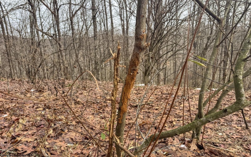 Lot 1 States Fork Road, Metz, West Virginia 26585, ,Lots/land,For Sale,States Fork,10162745