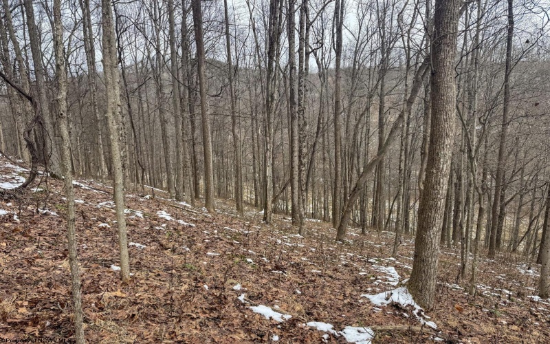 Lot 1 States Fork Road, Metz, West Virginia 26585, ,Lots/land,For Sale,States Fork,10162745