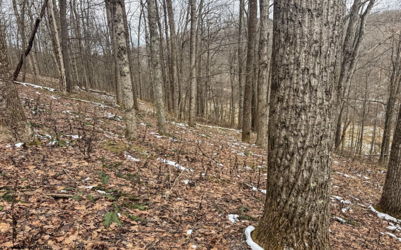 Lot 1 States Fork Road, Metz, West Virginia 26585, ,Lots/land,For Sale,States Fork,10162745