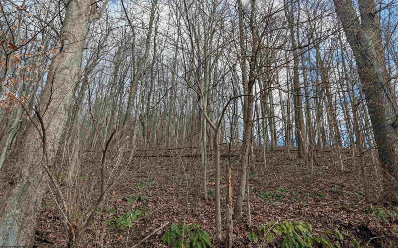 00 Helens Run Road, Worthington, West Virginia 26591, ,Lots/land,For Sale,Helens Run,10162757 00 Helens Run Road, Worthington, West Virginia 26591, ,Lots/land,For Sale,Helens Run,10162757