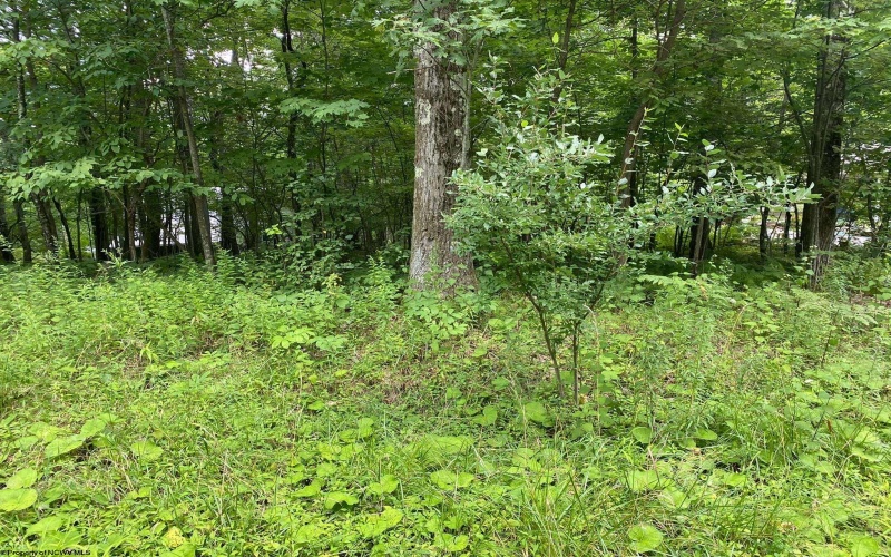 Lot 72 Oak Drive, Terra Alta, West Virginia 26764, ,Lots/land,For Sale,Oak,10162774 Lot 72 Oak Drive, Terra Alta, West Virginia 26764, ,Lots/land,For Sale,Oak,10162774