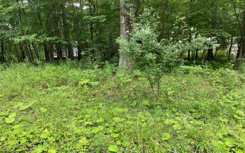 Lot 72 Oak Drive, Terra Alta, West Virginia 26764, ,Lots/land,For Sale,Oak,10162774 Lot 72 Oak Drive, Terra Alta, West Virginia 26764, ,Lots/land,For Sale,Oak,10162774