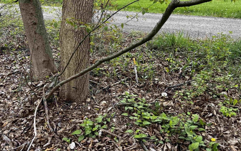 TBD West Street, Reedsville, West Virginia 26547, ,Lots/land,For Sale,West,10159870 TBD West Street, Reedsville, West Virginia 26547, ,Lots/land,For Sale,West,10159870