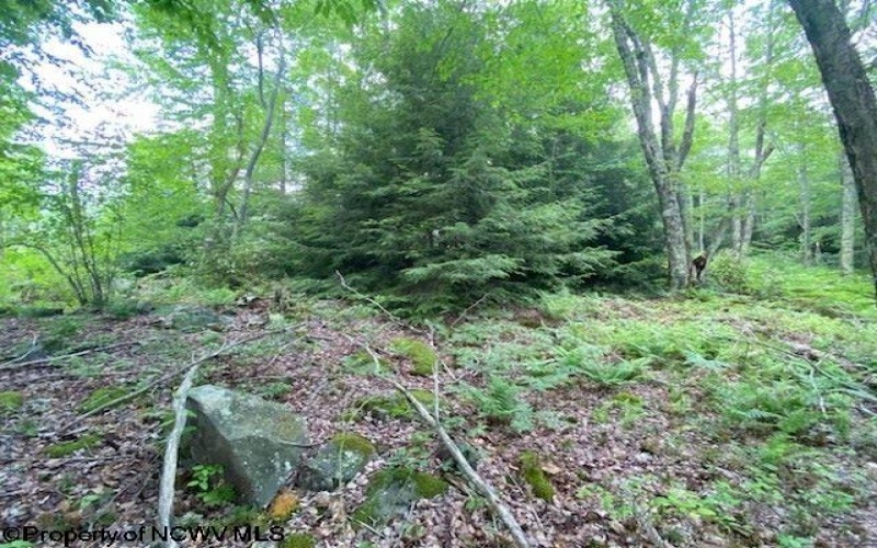 Lot 33 Canal Street, Davis, West Virginia 26260, ,Lots/land,For Sale,Canal,10156309 Lot 33 Canal Street, Davis, West Virginia 26260, ,Lots/land,For Sale,Canal,10156309