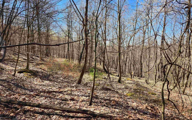 TBD Lynn Chapel Road, Grafton, West Virginia 26354, ,Lots/land,For Sale,Lynn Chapel,10162846