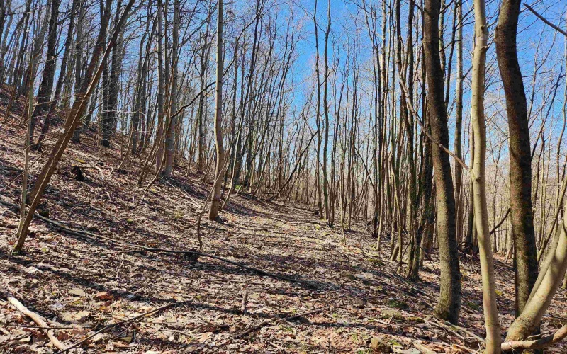 TBD Lynn Chapel Road, Grafton, West Virginia 26354, ,Lots/land,For Sale,Lynn Chapel,10162846