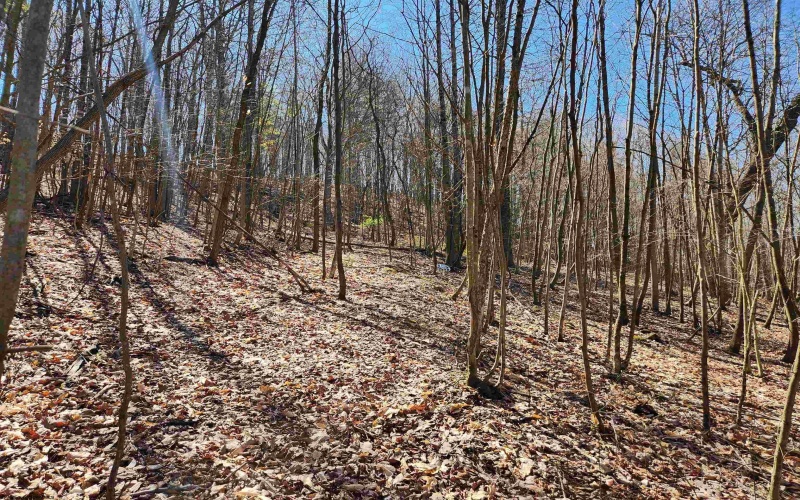 TBD Lynn Chapel Road, Grafton, West Virginia 26354, ,Lots/land,For Sale,Lynn Chapel,10162846