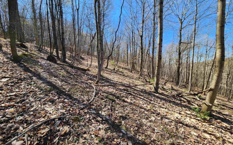 TBD Lynn Chapel Road, Grafton, West Virginia 26354, ,Lots/land,For Sale,Lynn Chapel,10162846