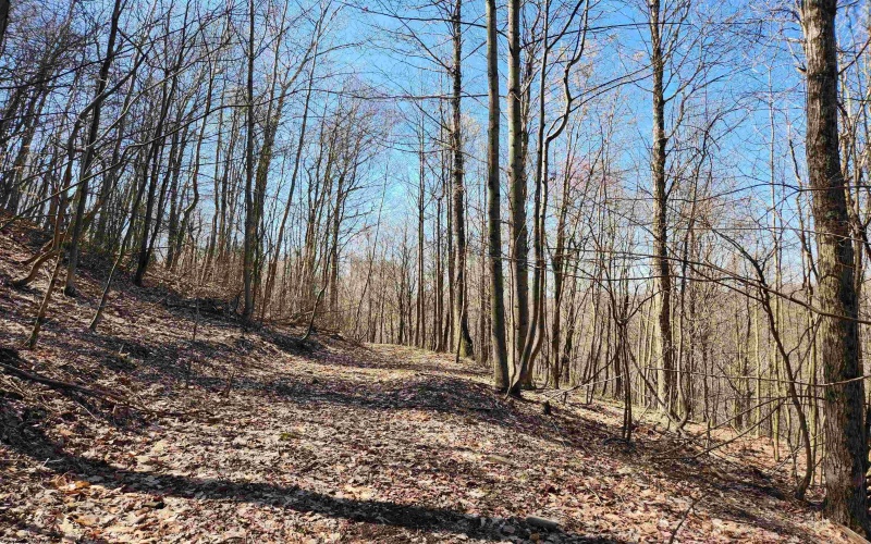 TBD Lynn Chapel Road, Grafton, West Virginia 26354, ,Lots/land,For Sale,Lynn Chapel,10162846