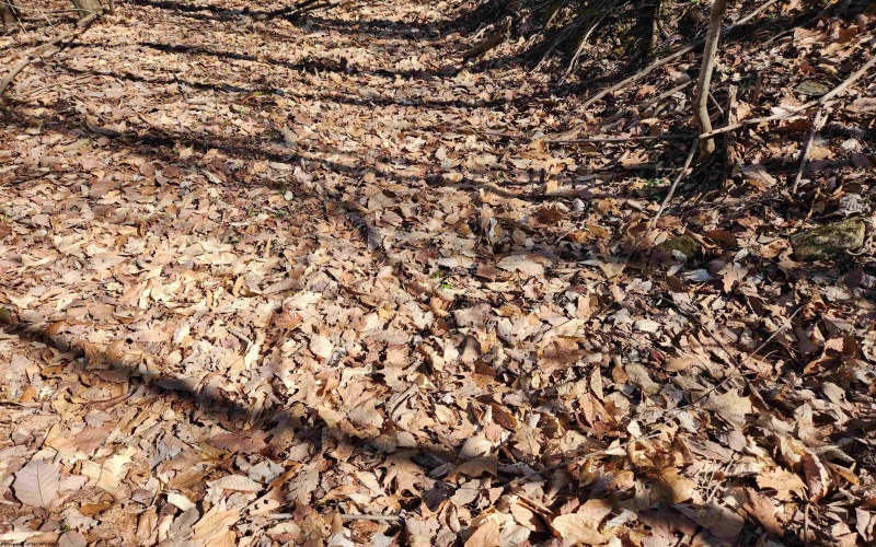 TBD Lynn Chapel Road, Grafton, West Virginia 26354, ,Lots/land,For Sale,Lynn Chapel,10162846