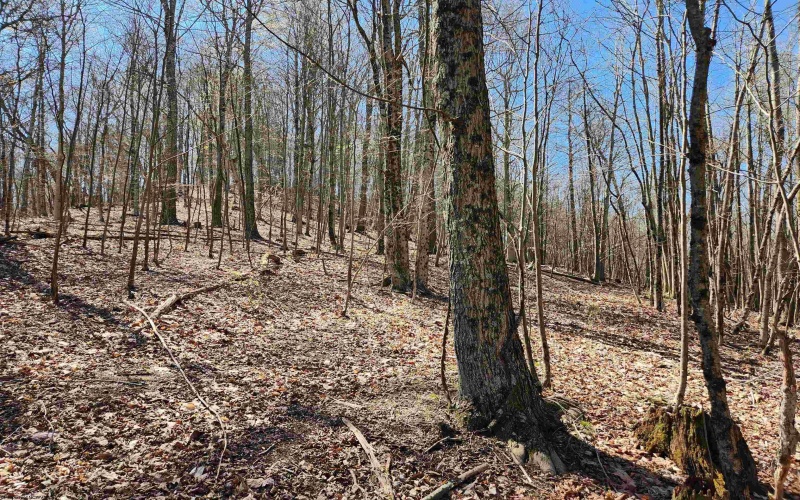 TBD Lynn Chapel Road, Grafton, West Virginia 26354, ,Lots/land,For Sale,Lynn Chapel,10162846