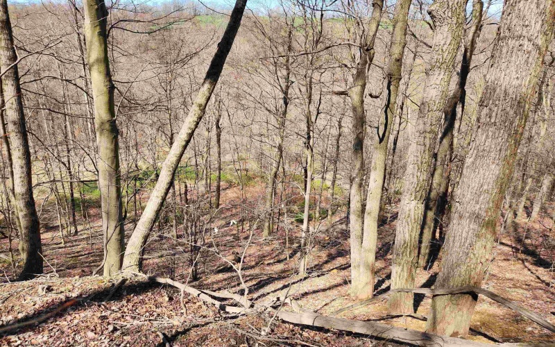 TBD Lynn Chapel Road, Grafton, West Virginia 26354, ,Lots/land,For Sale,Lynn Chapel,10162846