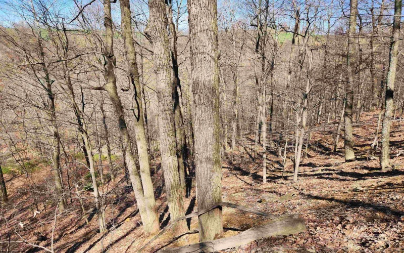 TBD Lynn Chapel Road, Grafton, West Virginia 26354, ,Lots/land,For Sale,Lynn Chapel,10162846