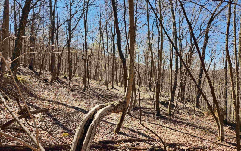 TBD Lynn Chapel Road, Grafton, West Virginia 26354, ,Lots/land,For Sale,Lynn Chapel,10162846