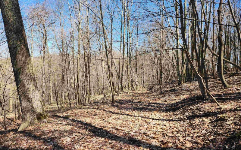 TBD Lynn Chapel Road, Grafton, West Virginia 26354, ,Lots/land,For Sale,Lynn Chapel,10162846