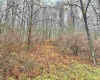 TBD Toms Run Road, Roanoke, West Virginia 26447, ,Lots/land,For Sale,Toms Run,10162849