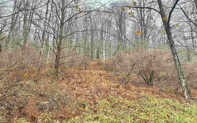 TBD Toms Run Road, Roanoke, West Virginia 26447, ,Lots/land,For Sale,Toms Run,10162849