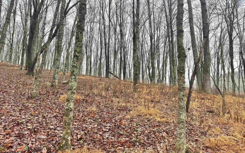 TBD Toms Run Road, Roanoke, West Virginia 26447, ,Lots/land,For Sale,Toms Run,10162849