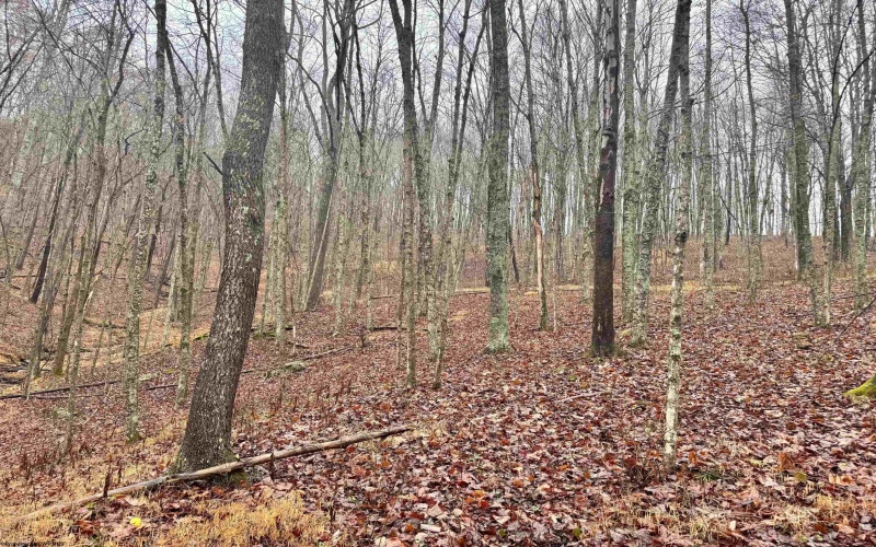 TBD Toms Run Road, Roanoke, West Virginia 26447, ,Lots/land,For Sale,Toms Run,10162849