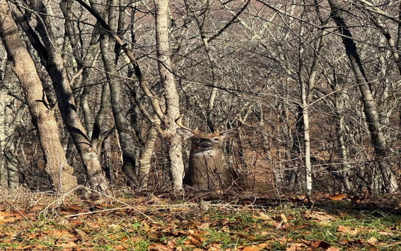 TBD Toms Run Road, Roanoke, West Virginia 26447, ,Lots/land,For Sale,Toms Run,10162849