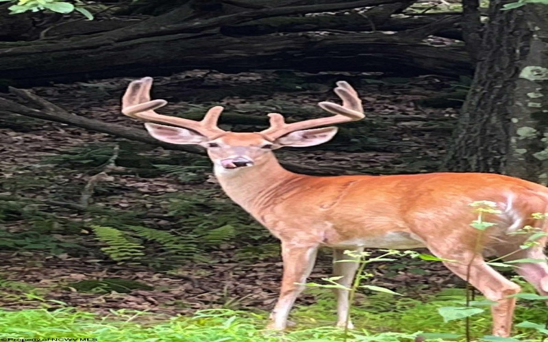 4304 Sinclair Ridge, Rowlesburg, West Virginia 26425, ,Lots/land,For Sale,Sinclair,10155492