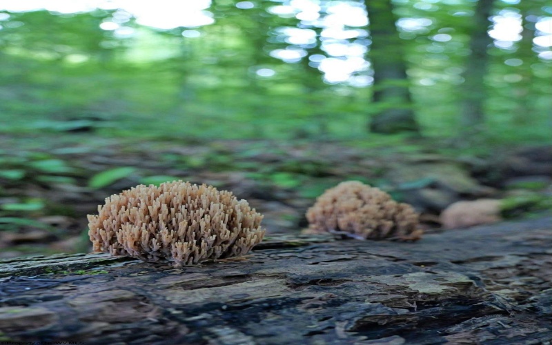 4304 Sinclair Ridge, Rowlesburg, West Virginia 26425, ,Lots/land,For Sale,Sinclair,10155492