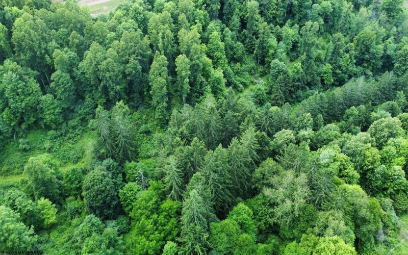 4304 Sinclair Ridge, Rowlesburg, West Virginia 26425, ,Lots/land,For Sale,Sinclair,10155492