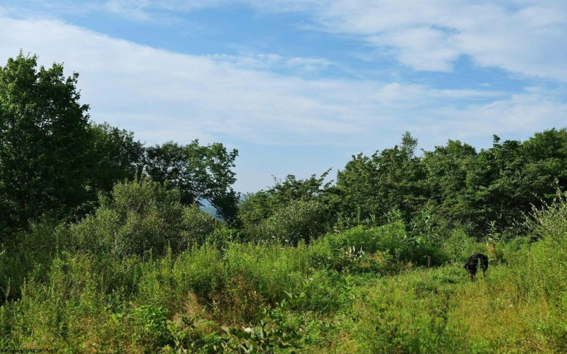 4304 Sinclair Ridge, Rowlesburg, West Virginia 26425, ,Lots/land,For Sale,Sinclair,10155492