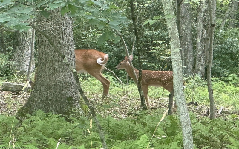 Lots 52 & 53 Pine Drive, Terra Alta, West Virginia 26764, ,Lots/land,For Sale,Pine,10160541