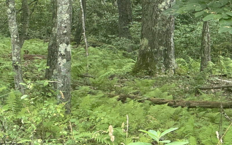 Lots 52 & 53 Pine Drive, Terra Alta, West Virginia 26764, ,Lots/land,For Sale,Pine,10160541