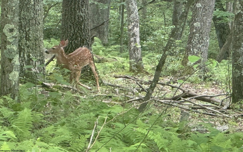 Lots 52 & 53 Pine Drive, Terra Alta, West Virginia 26764, ,Lots/land,For Sale,Pine,10160541