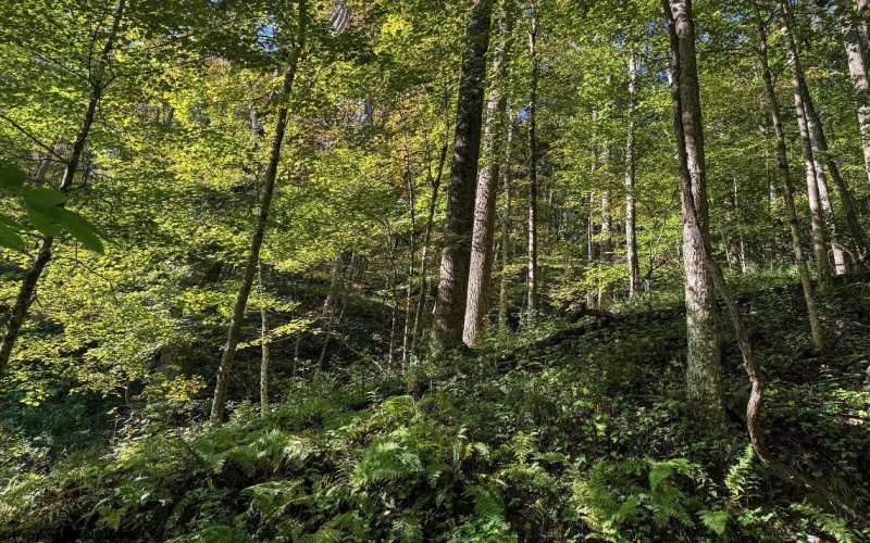 475 Rohrig Road, Smithfield, West Virginia 26437, 2 Bedrooms Bedrooms, 6 Rooms Rooms,2 BathroomsBathrooms,Single Family Detached,For Sale,Rohrig,10161441