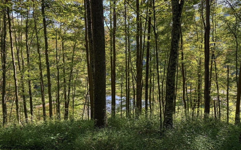 475 Rohrig Road, Smithfield, West Virginia 26437, 2 Bedrooms Bedrooms, 6 Rooms Rooms,2 BathroomsBathrooms,Single Family Detached,For Sale,Rohrig,10161441