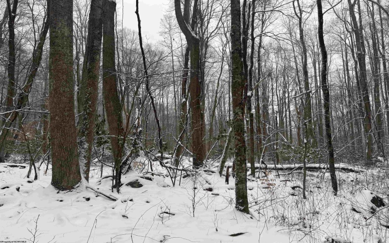 TBD Abiguchee Lane, Richwood, West Virginia 26261, ,Lots/land,For Sale,Abiguchee,10162915