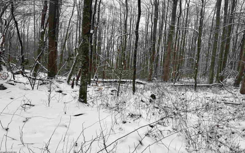 TBD Abiguchee Lane, Richwood, West Virginia 26261, ,Lots/land,For Sale,Abiguchee,10162915