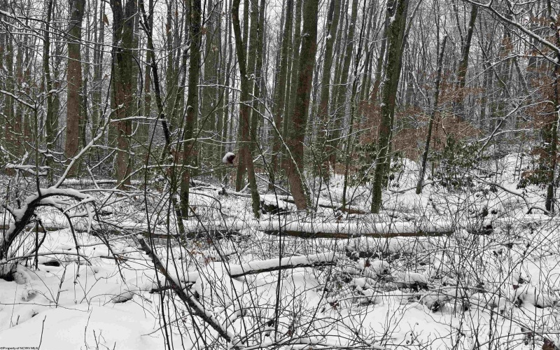 TBD Abiguchee Lane, Richwood, West Virginia 26261, ,Lots/land,For Sale,Abiguchee,10162915