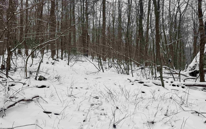 TBD Abiguchee Lane, Richwood, West Virginia 26261, ,Lots/land,For Sale,Abiguchee,10162915