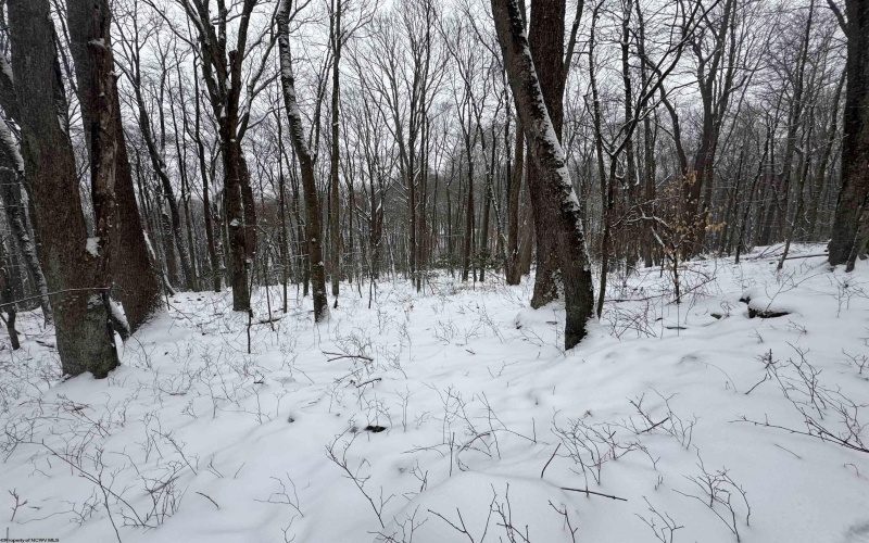 TBD Abiguchee Lane, Richwood, West Virginia 26261, ,Lots/land,For Sale,Abiguchee,10162915