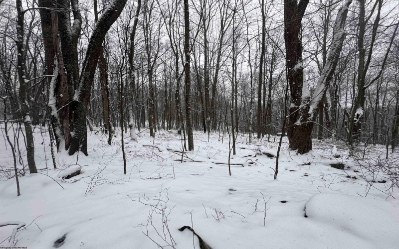 TBD Abiguchee Lane, Richwood, West Virginia 26261, ,Lots/land,For Sale,Abiguchee,10162915