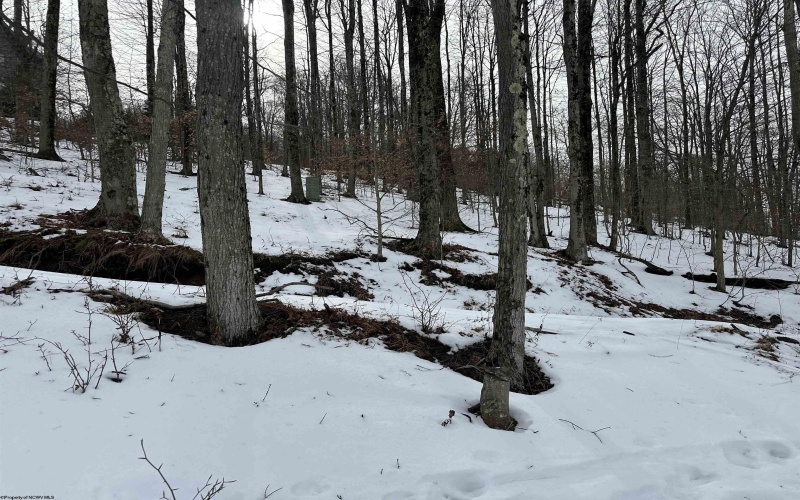 Lot 83 Hillside Drive, Davis, West Virginia 26260, ,Lots/land,For Sale,Hillside,10162940 Lot 83 Hillside Drive, Davis, West Virginia 26260, ,Lots/land,For Sale,Hillside,10162940