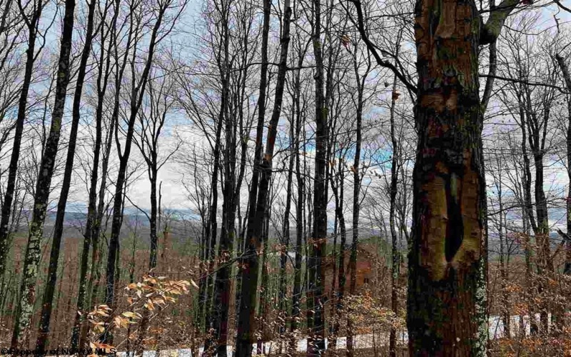 Lot 83 Hillside Drive, Davis, West Virginia 26260, ,Lots/land,For Sale,Hillside,10162940 Lot 83 Hillside Drive, Davis, West Virginia 26260, ,Lots/land,For Sale,Hillside,10162940