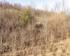 Lot 1 Frost Run, Moatsville, West Virginia 26405, ,Lots/land,For Sale,Frost,10162975
