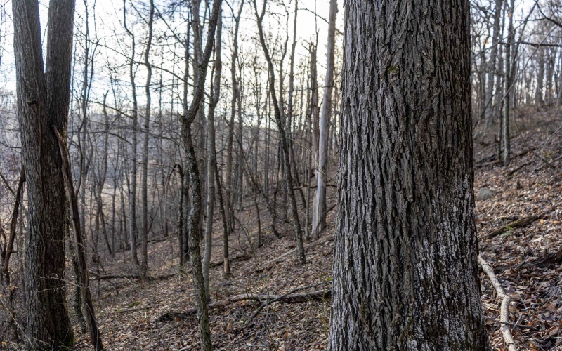 Lot 1 Frost Run, Moatsville, West Virginia 26405, ,Lots/land,For Sale,Frost,10162975