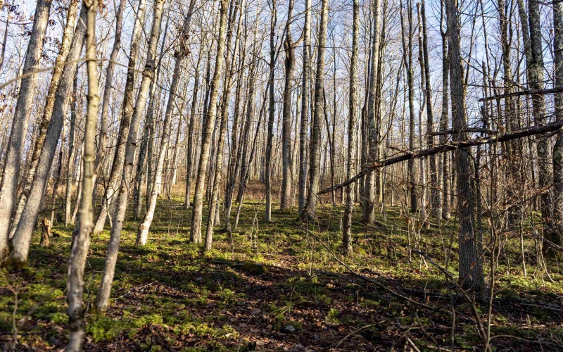 Lot 1 Frost Run, Moatsville, West Virginia 26405, ,Lots/land,For Sale,Frost,10162975