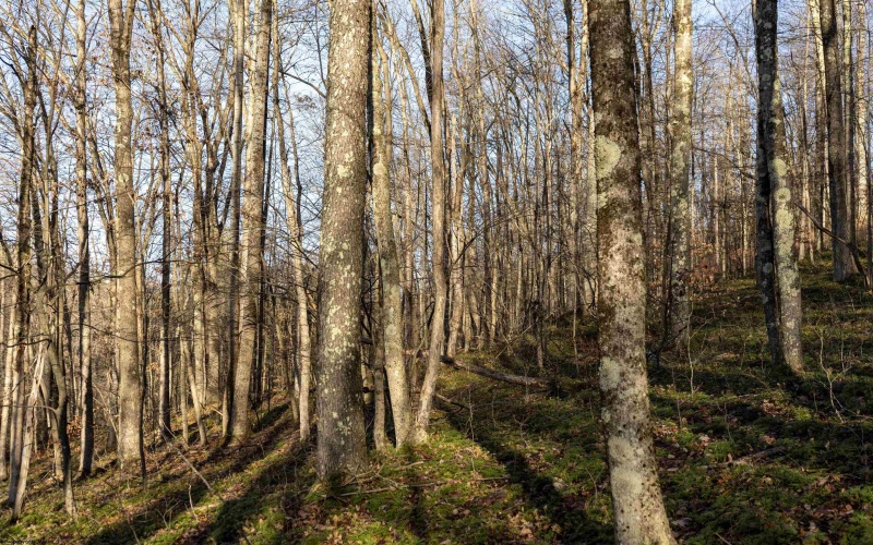 Lot 1 Frost Run, Moatsville, West Virginia 26405, ,Lots/land,For Sale,Frost,10162975