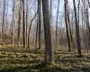 Lot 1 Frost Run, Moatsville, West Virginia 26405, ,Lots/land,For Sale,Frost,10162975